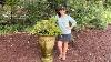 Planting A Hydrangea In A Unique Stone Urn Gardening With Creekside